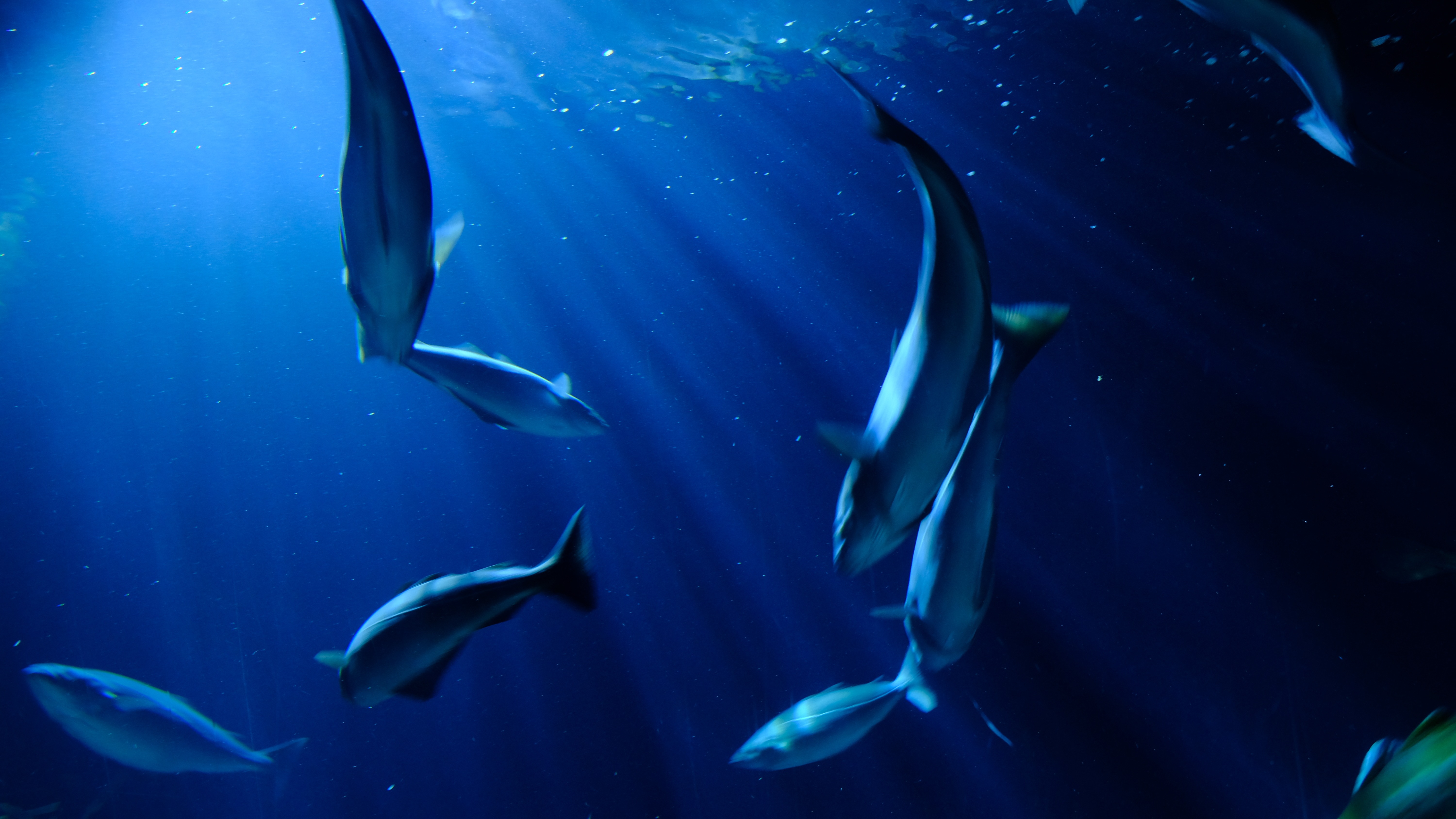 Fish health and welfare services