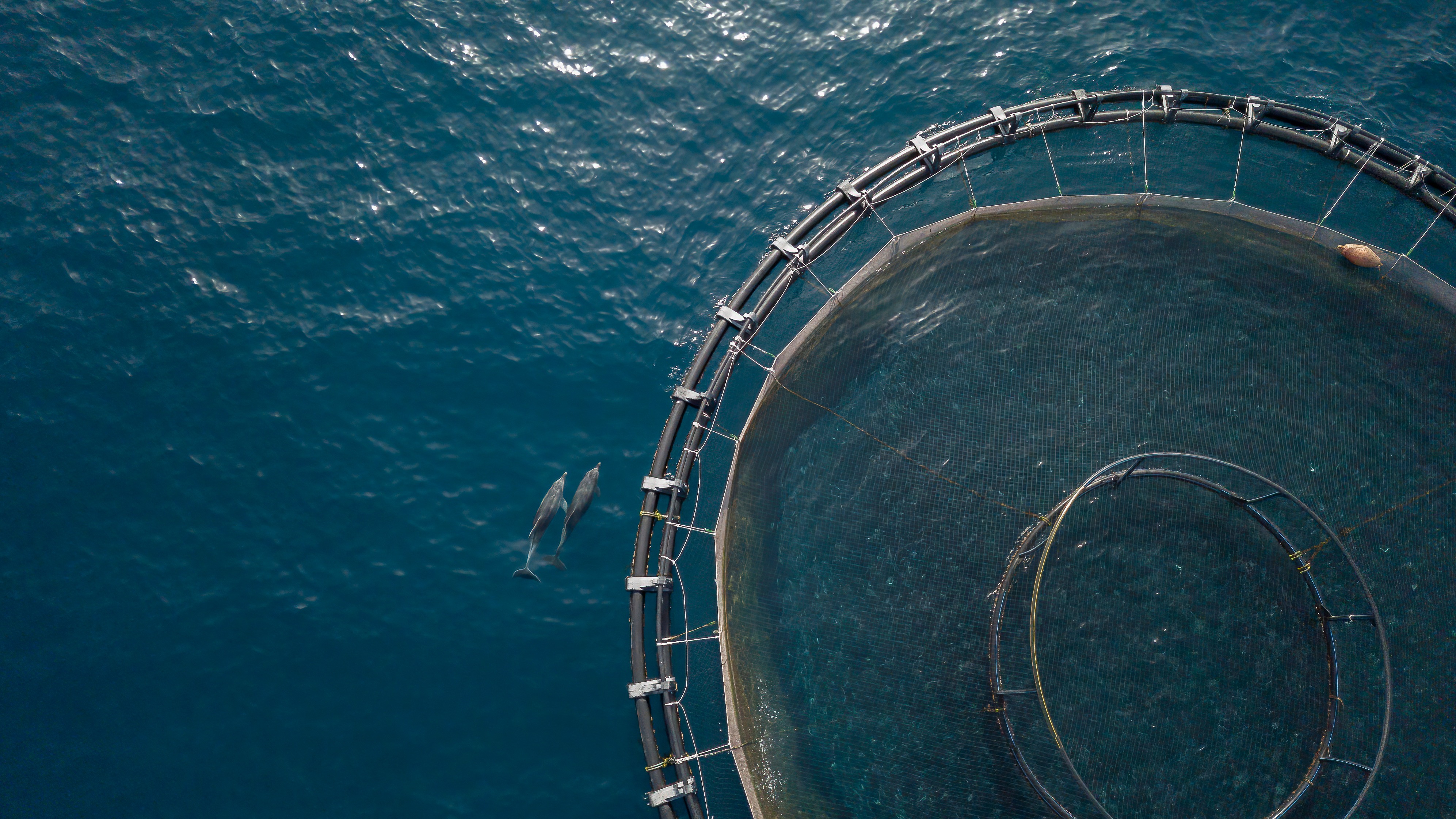 Biosecurity & Sea Lice Management Services 