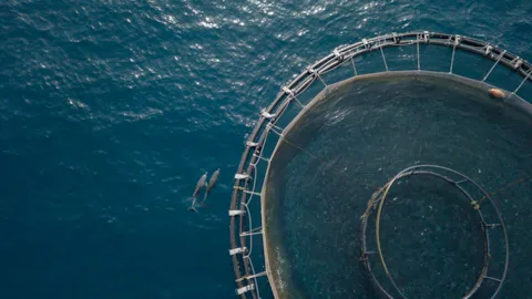 “Overhead view of an offshore aquaculture fish farm surrounded by ocean waters, representing sustainable biosecurity and sea lice management practices