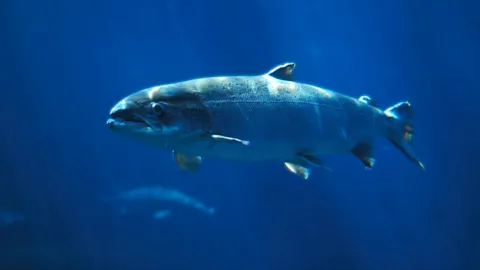 Underwater close-up of a salmon swimming in aquaculture environment, representing fish welfare monitoring