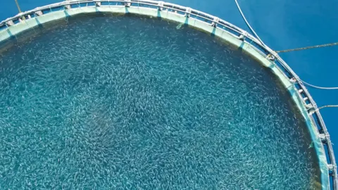 Aerial view of circular aquaculture pens representing technology testing and performance verification in aquaculture.