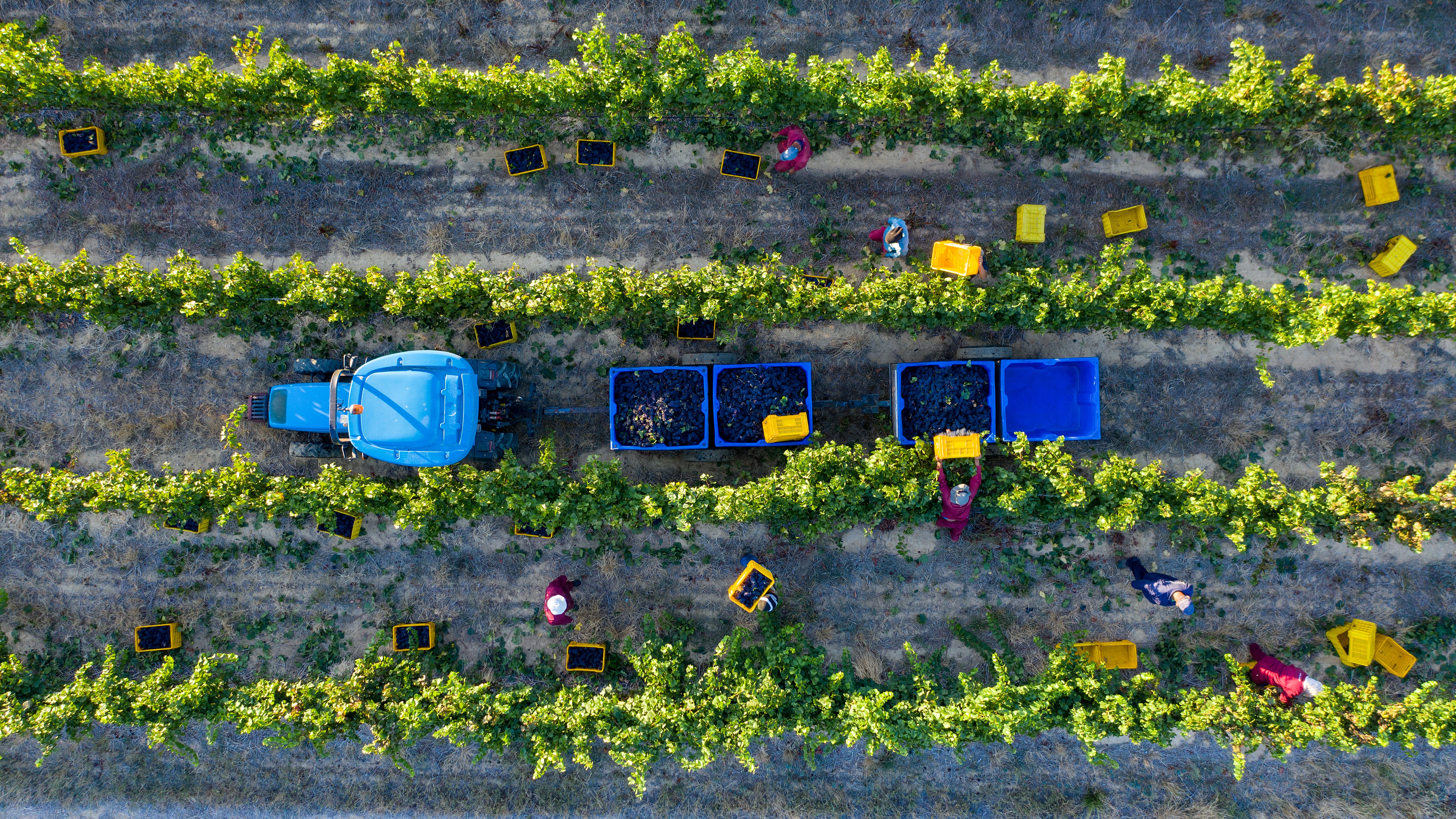 ESG & sustainability advisory in food & beverage