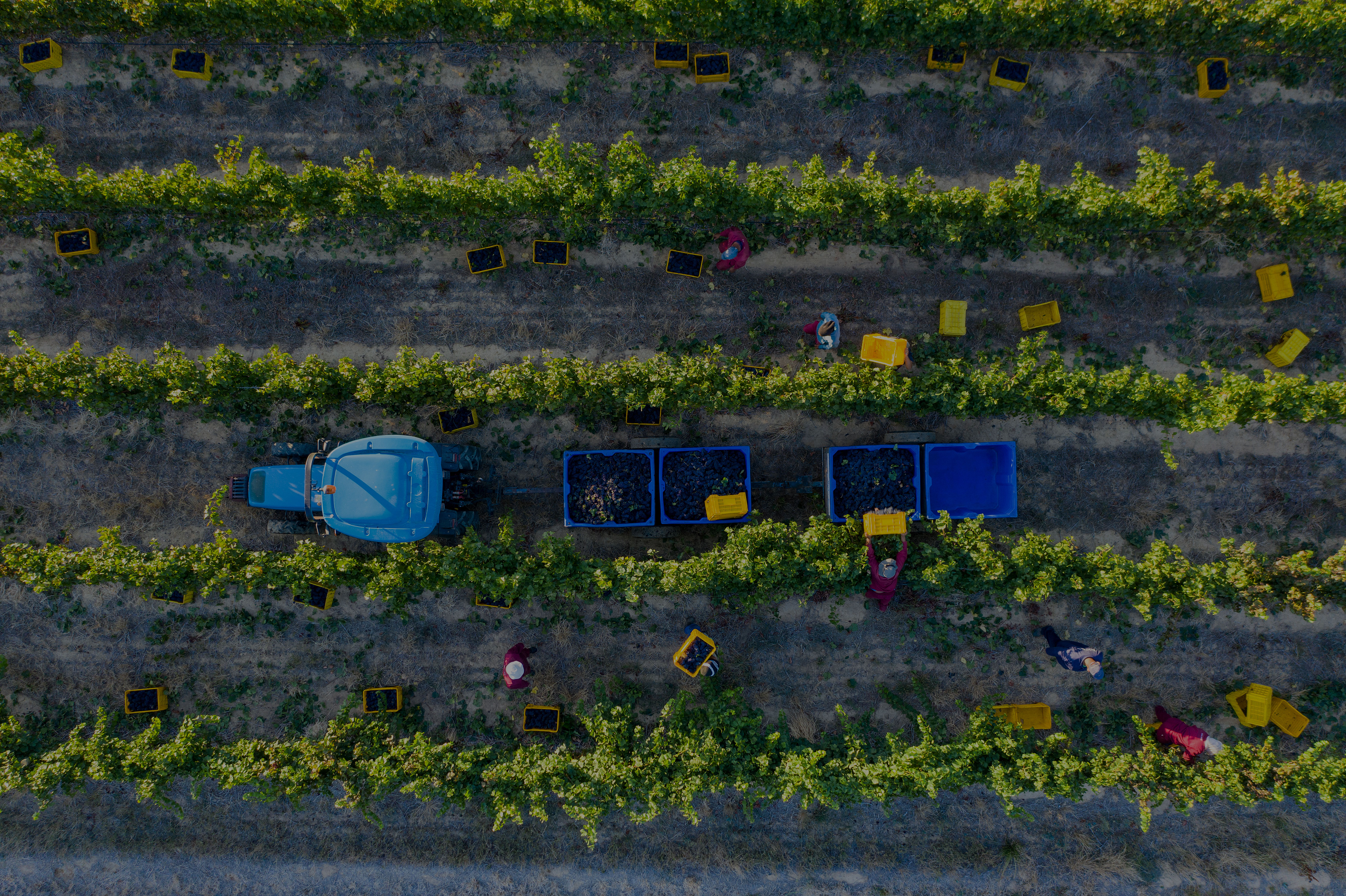 Aerial view of an agricultural field with workers and crates during harvest, symbolizing sustainable food production and ESG practices in the food and beverage industry