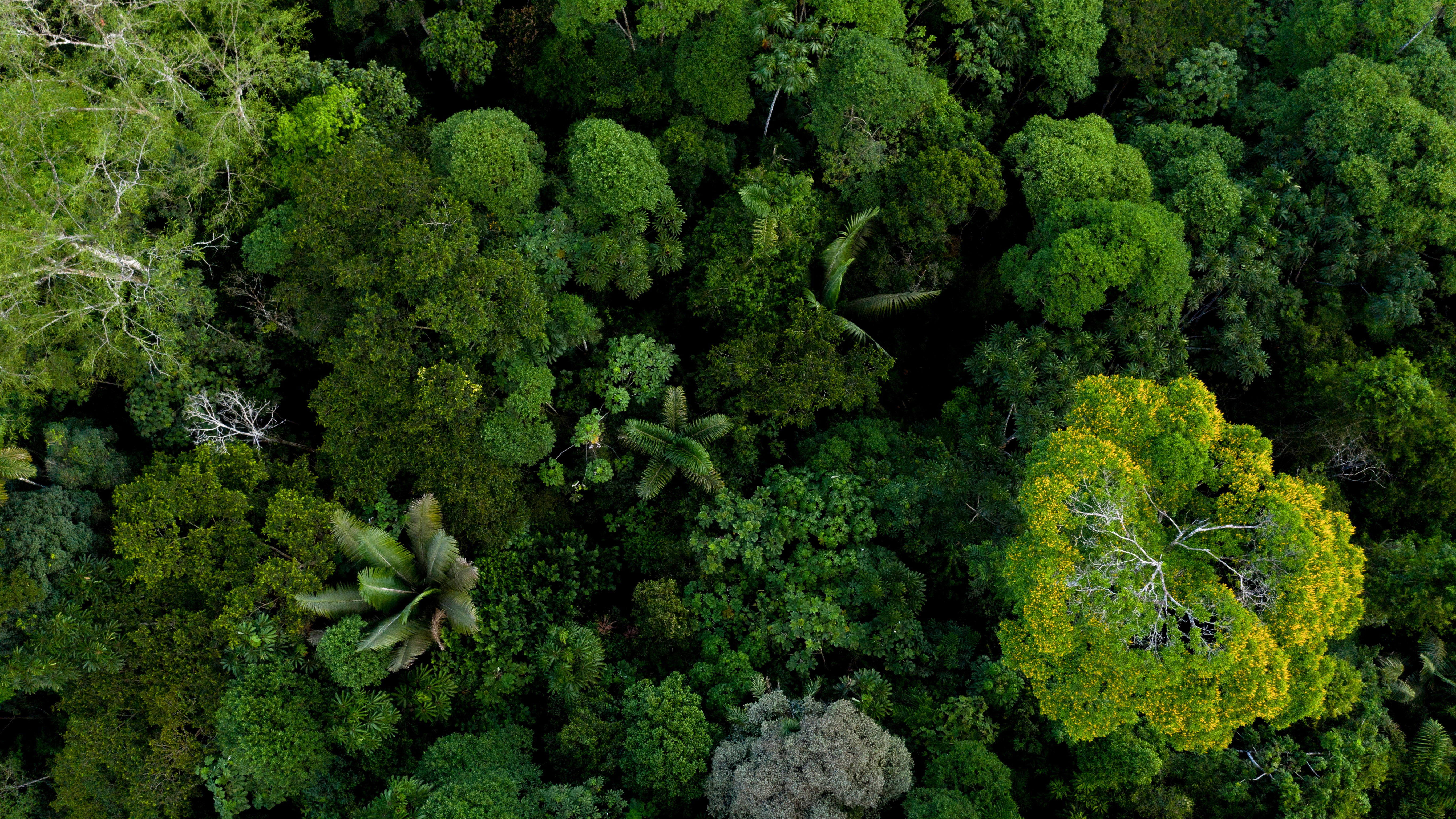 Climate, biodiversity and decarbonization services 