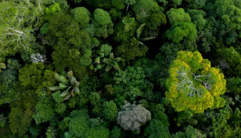Climate, biodiversity and decarbonization services