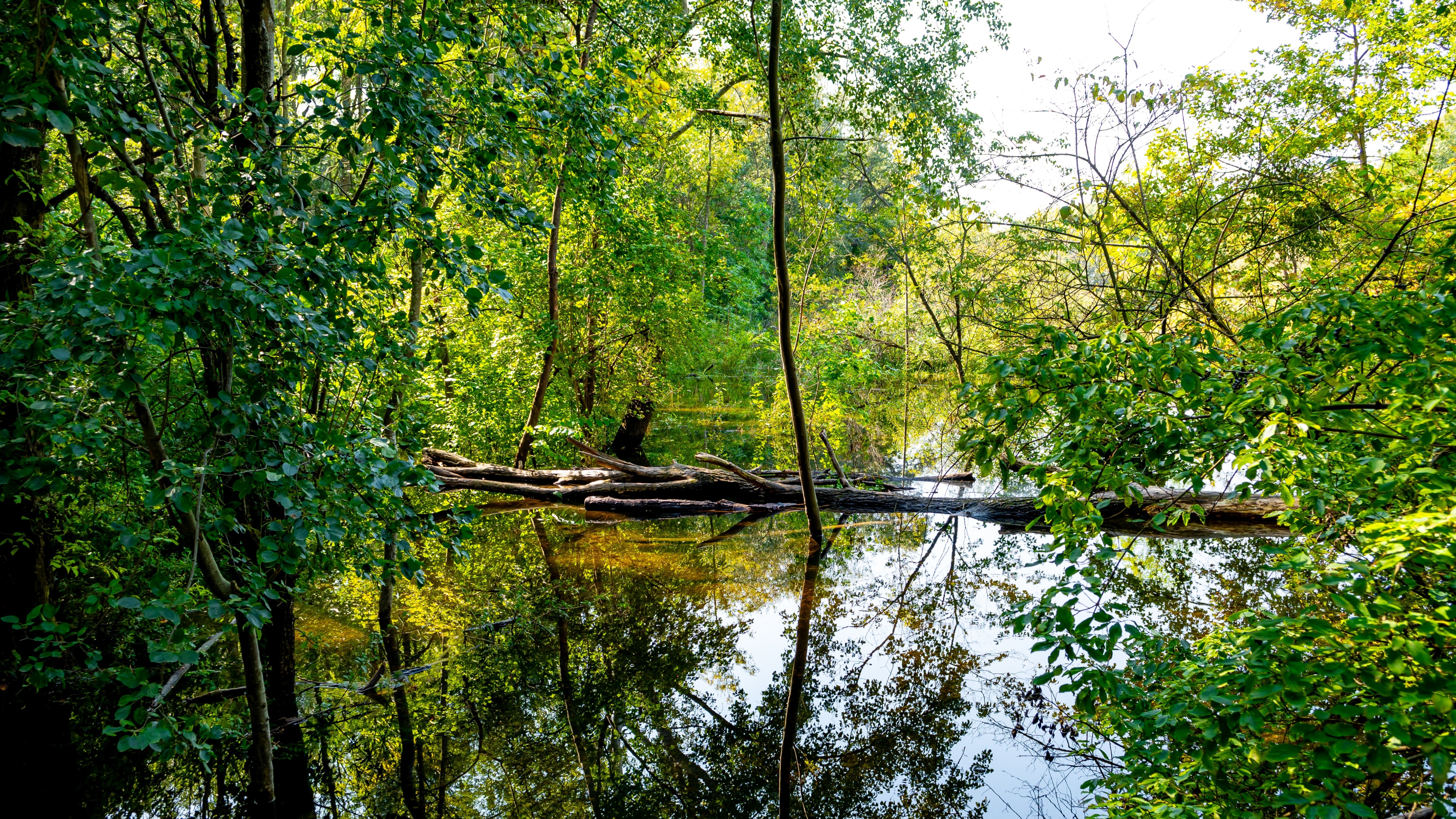 Lush green forest with dense trees reflecting on calm water, illustrating natural biodiversity and ecosystem resilience related to climate and biodiversity risk management