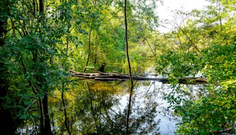 Climate risk and biodiversity services