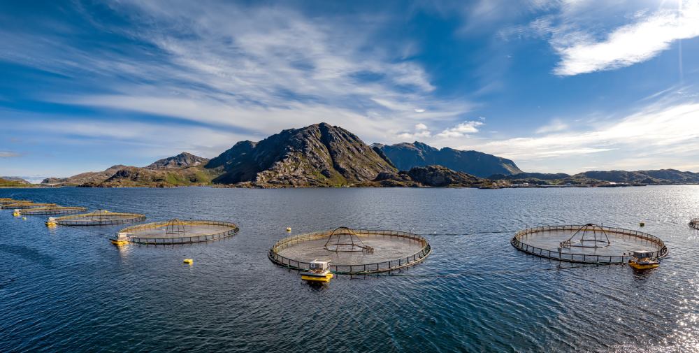 SE-17 Fish cage analysis 