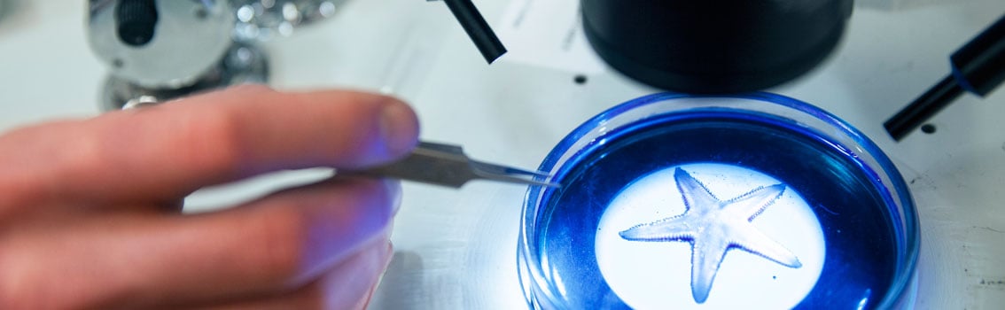 Sea star sample coloured blue under the microscope