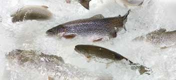 The seafood industry