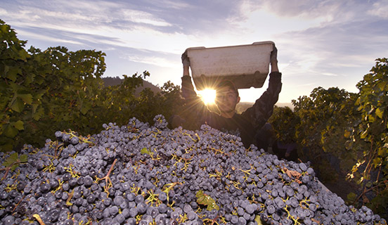 SEDEX - Supplier Ethical Data Exchange