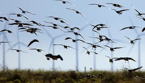 Renewables environmental and permitting services