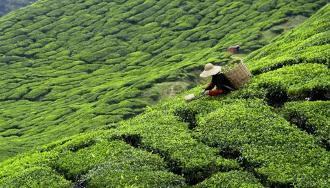 Supply Chain Monitoring