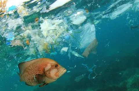 Download the full article