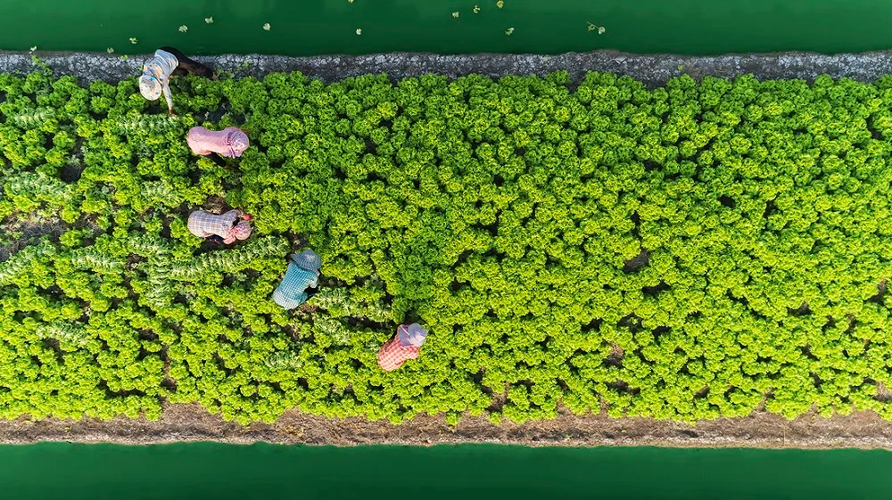 Aerial top view gardener collecting chinese cabbage in vegetable garden groove, Asia thailand