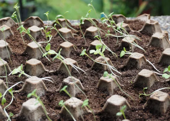 Espresso-undersökning: Översikt över resultaten av miljöaudits - rapport