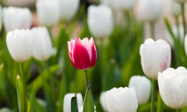 One red tulip in a sea of white tulips