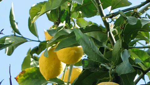 BRCGS Global Standard Plant-Based