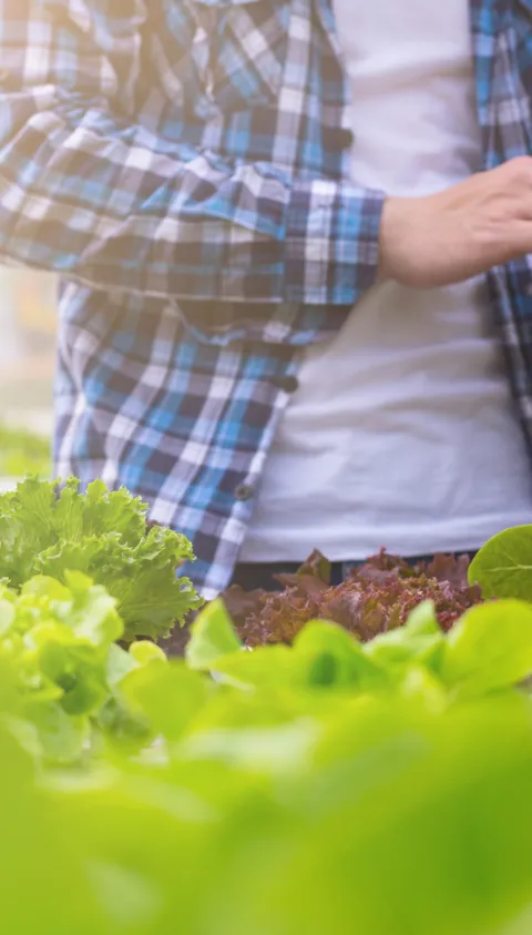 Farmer are checking the quality of organic vegetables