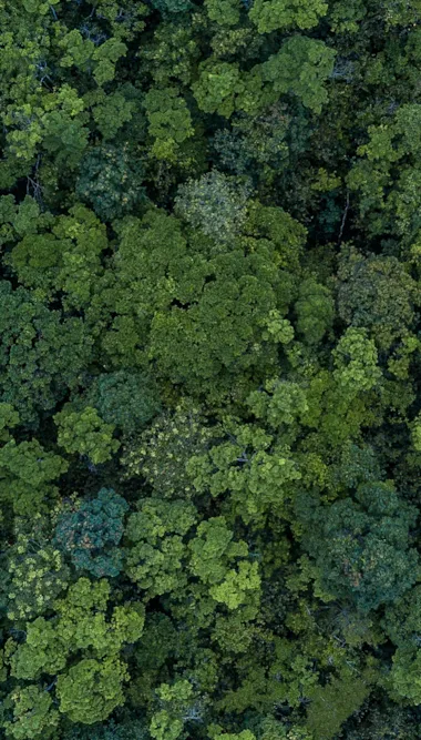 Aerial top view forest