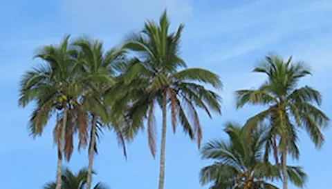 RSPO SCCS Certification